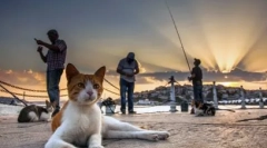 Kočky s velkými ušima: přehled nejoblíbenějších plemen